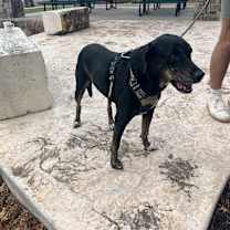 Thumbnail photo of Murphy #2