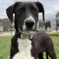 Thumbnail photo of Flamenco #1