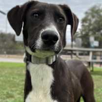 Thumbnail photo of Flamenco #3