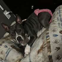 Thumbnail photo of Penny #1