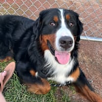 Thumbnail photo of Alfredo #1