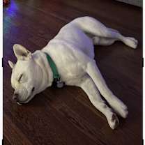 Thumbnail photo of Shane #2