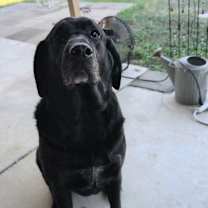 Thumbnail photo of Willa #2