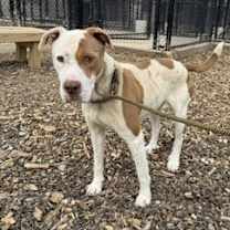 Thumbnail photo of Crash Bandicoot #1