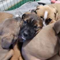 Thumbnail photo of Morgan #2