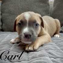 Thumbnail photo of Carl #1