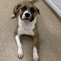 Thumbnail photo of Timon #2