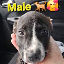 Thumbnail photo of Clark Kent #2