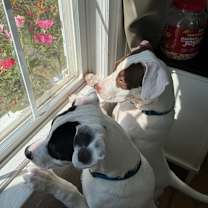 Thumbnail photo of Louie #3