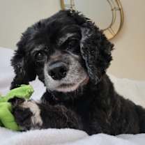 Thumbnail photo of Heidi #1