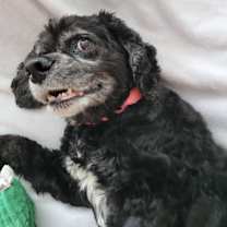 Thumbnail photo of Heidi #3