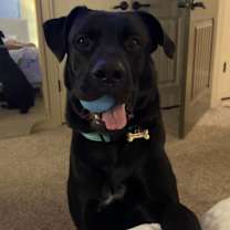 Thumbnail photo of Dolph #2