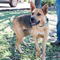 Thumbnail photo of Daisy #2