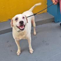 Thumbnail photo of Skye #1