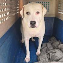 Thumbnail photo of Skye #2