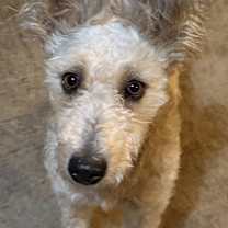 Thumbnail photo of Xena #3