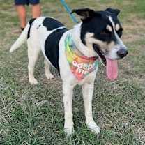 Thumbnail photo of Bobby #4