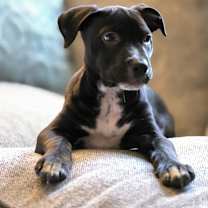 Thumbnail photo of The Happy Hippo #4