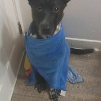 Thumbnail photo of Cerberus #3