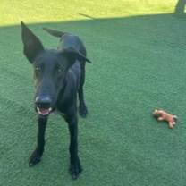 Thumbnail photo of Biscuit #1