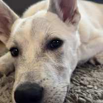 Thumbnail photo of Rocky #4