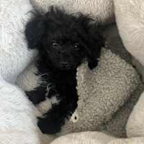 Thumbnail photo of Lettie #2