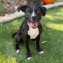 Thumbnail photo of Nugget #1