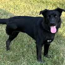 Thumbnail photo of Stormy #2