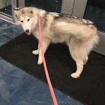 Thumbnail photo of Dasha #1