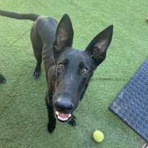 Thumbnail photo of Gravy #1