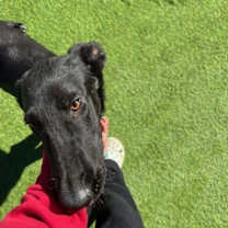 Thumbnail photo of Gravy #2