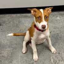 Thumbnail photo of Django #2