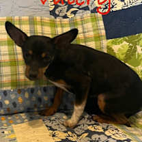 Thumbnail photo of Valery #3