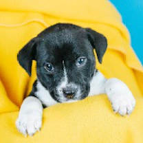 Thumbnail photo of Rhett #1