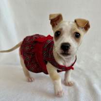 Thumbnail photo of Frango Mint #1