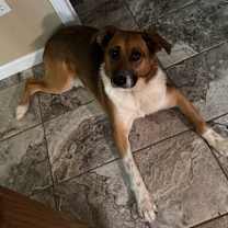 Thumbnail photo of Stubby Bob #1