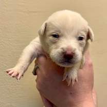 Thumbnail photo of Elsa #2