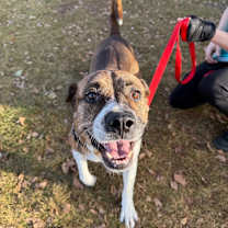 Thumbnail photo of Pei #4