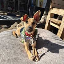 Thumbnail photo of Billy Jane #3