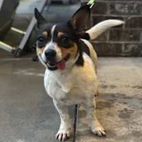 Thumbnail photo of Lyra #2