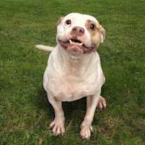 Thumbnail photo of Rosco #1