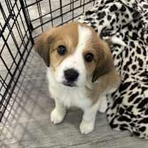 Thumbnail photo of Tater Tot #1