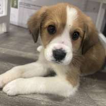 Thumbnail photo of Tater Tot #2