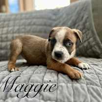 Thumbnail photo of Maggie #1