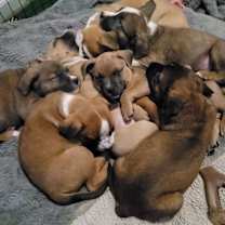 Thumbnail photo of Maggie #3