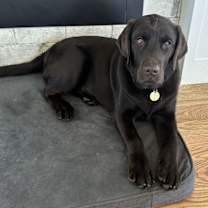 Thumbnail photo of Chief #3