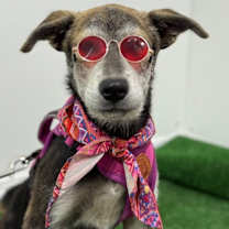 Thumbnail photo of Betsy #1