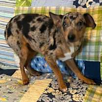 Thumbnail photo of Victor #4