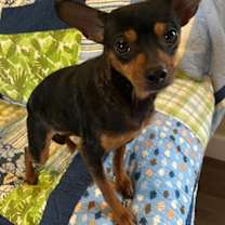 Thumbnail photo of Vito #2