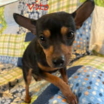 Thumbnail photo of Vito #3